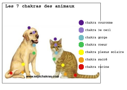 pierre de quartz rose pour soigner les animaux quartz rose pour ouvrir chakra du coeur des animaux