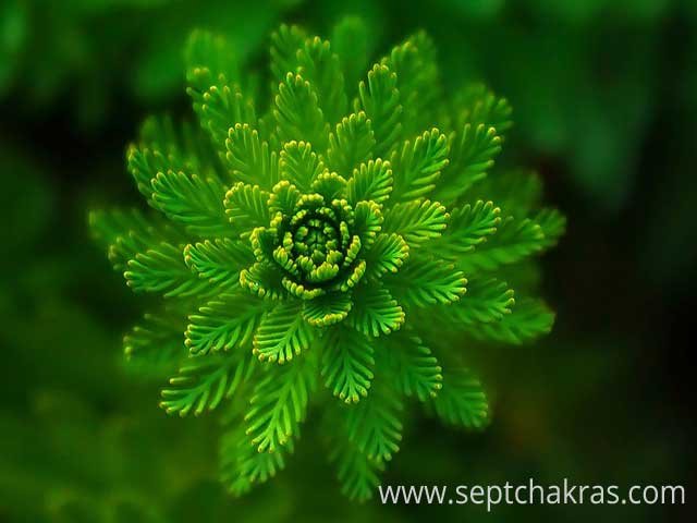 Symbole, propriétés et signification de la couleur verte