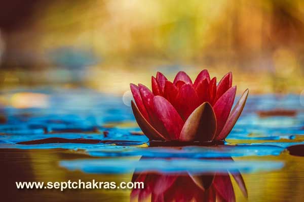  sensations des chakras lotus pétales