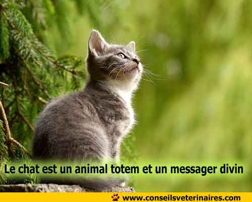Le chat est un animal totem
