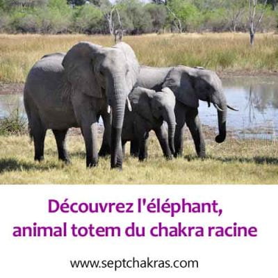 Découvrez l’éléphant, l’animal totem associé au chakra racine