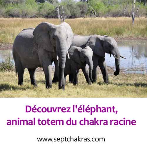 éléphant animal totem chakra racine