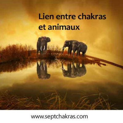 Quel est le lien entre les animaux et les chakras?