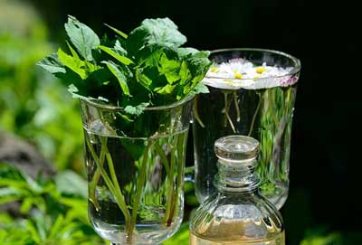 10 plantes énergétiques pour équilibrer vos chakras